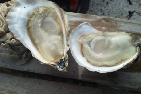 Oysters 