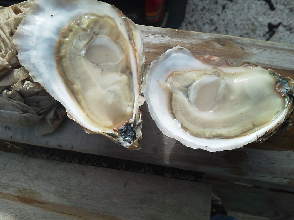 3 Best Oysters on Cape Cod Robert Paul Properties