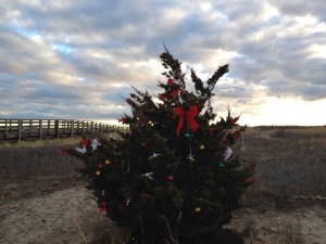 A local tree at South Cape Beach in Mashpee dressed up for the Christmas season. 