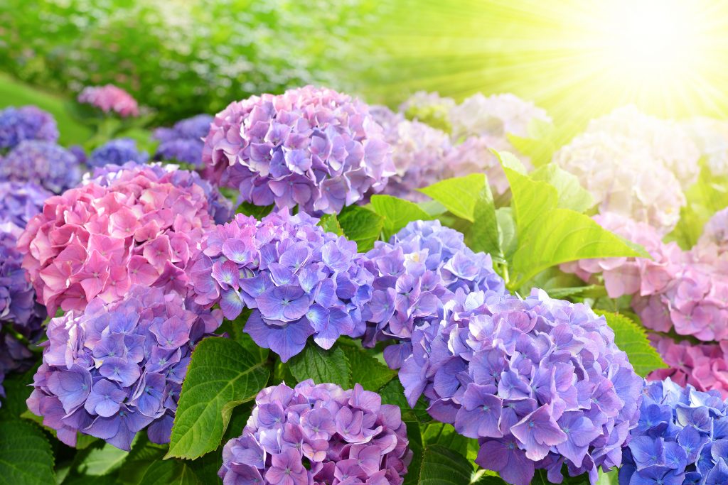 Hydrangea Photo
