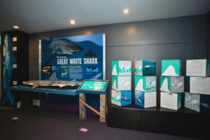 Chatham Shark Center