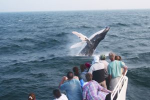 Cape Cod staycation