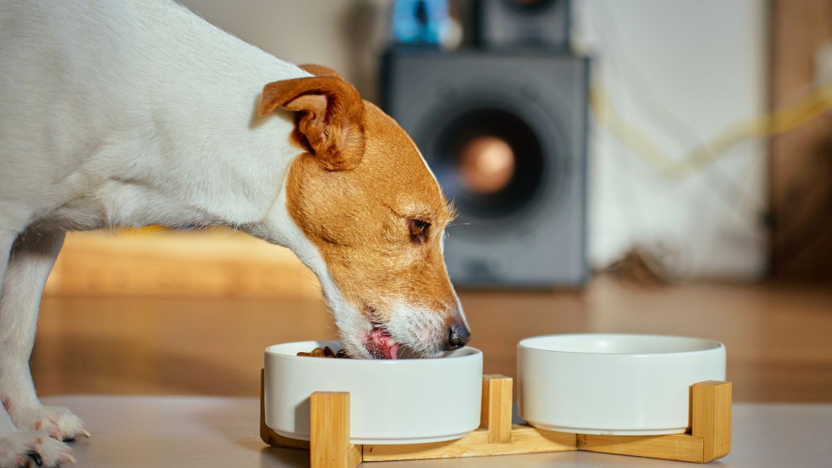 Dog eating from a food bowl at home
