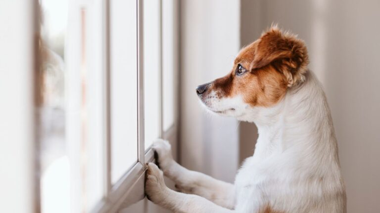 Dog looking out window at home