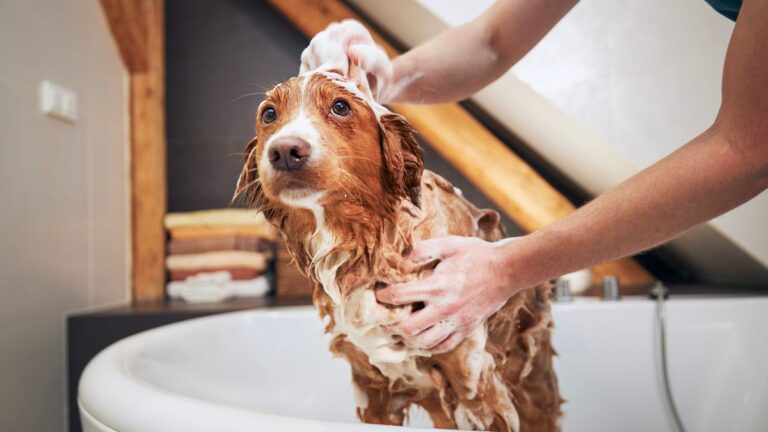person giving their dog a bath
