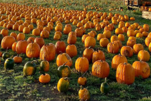 Pumpkin Patch at Lookout Farm in Natick, MA