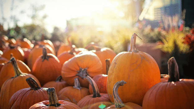 Close-up shot of pumpkins at a pumpkin patch