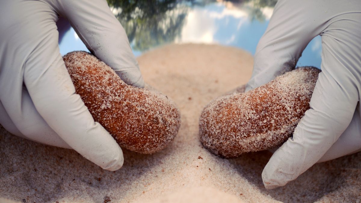 Baker coating fresh apple cider donuts in cinnamon sugar