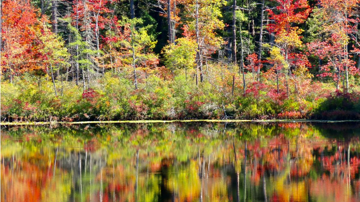 Red and gold fall foliage reflected in a Cape Cod pond beside evergreen trees