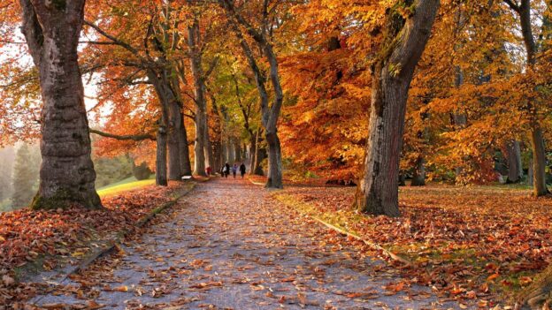 Leaf-covered path beneath a canopy of orange and gold autumn leaves