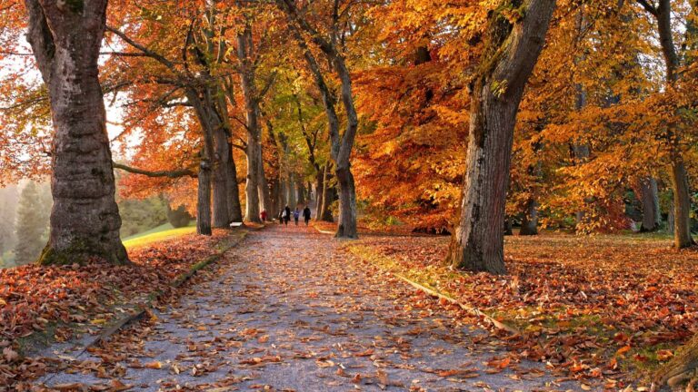 Leaf-covered path beneath a canopy of orange and gold autumn leaves