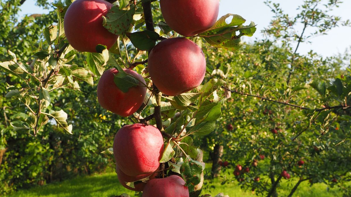 Red apples growing in a Massachusetts orchard during fall
