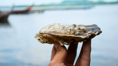 Fresh Oyster with ocean in background