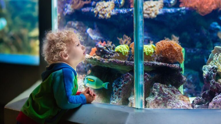 Woods Hole Aquarium - Rainy Day things to do in Falmouth