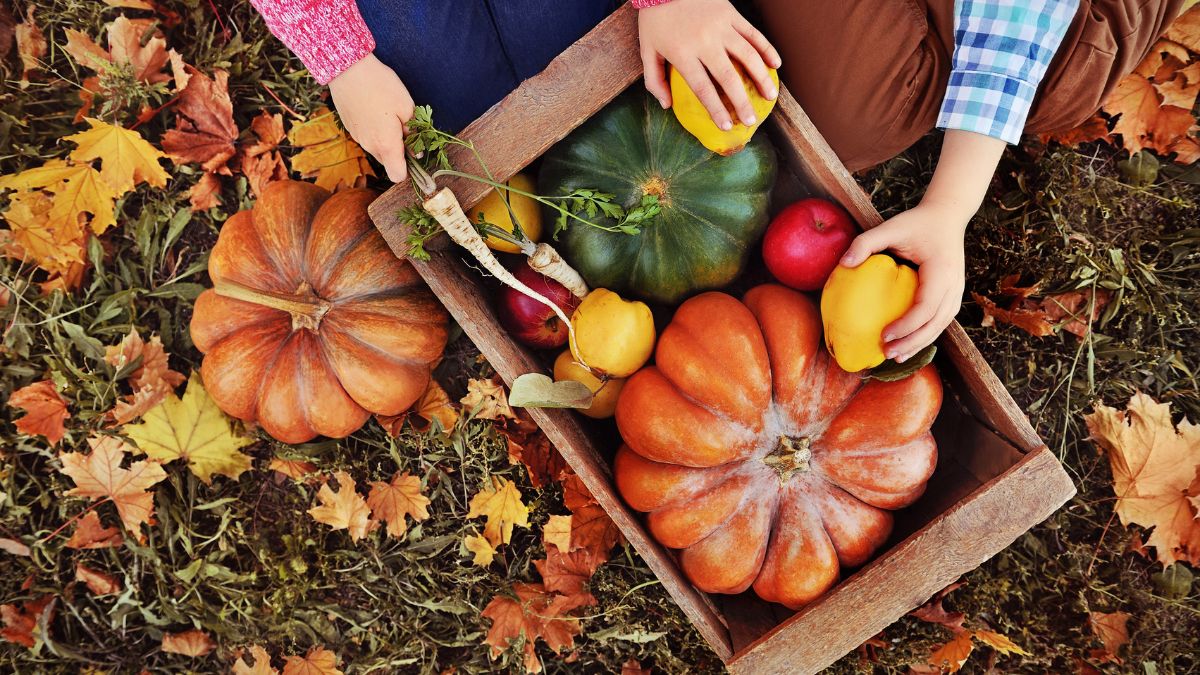 South Coast Harvest Festival in Westport, Massachusetts Pumpkins and fall vegetables arranged in a wooden crate on autumn leaves