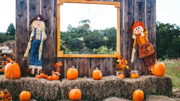 Festive fall Pumpkin Patch with Scarecrows and hay on the South Coast