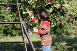 Child Apple Picking on Apple Orchard, Fall Activities in Massachusetts
