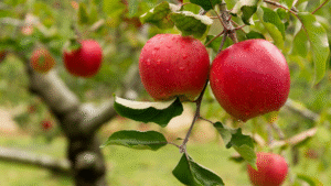 Ripe apple hanging on a tree at a New England orchard in autumn.