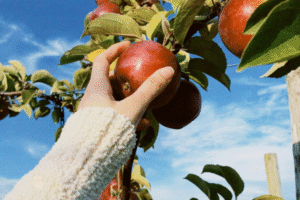 Close up shot of a person picking an apple from a tree on a New England Apple Orchard