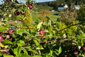 Smolak Farms – North Andover Apple Picking, Apple Tree in Autumn