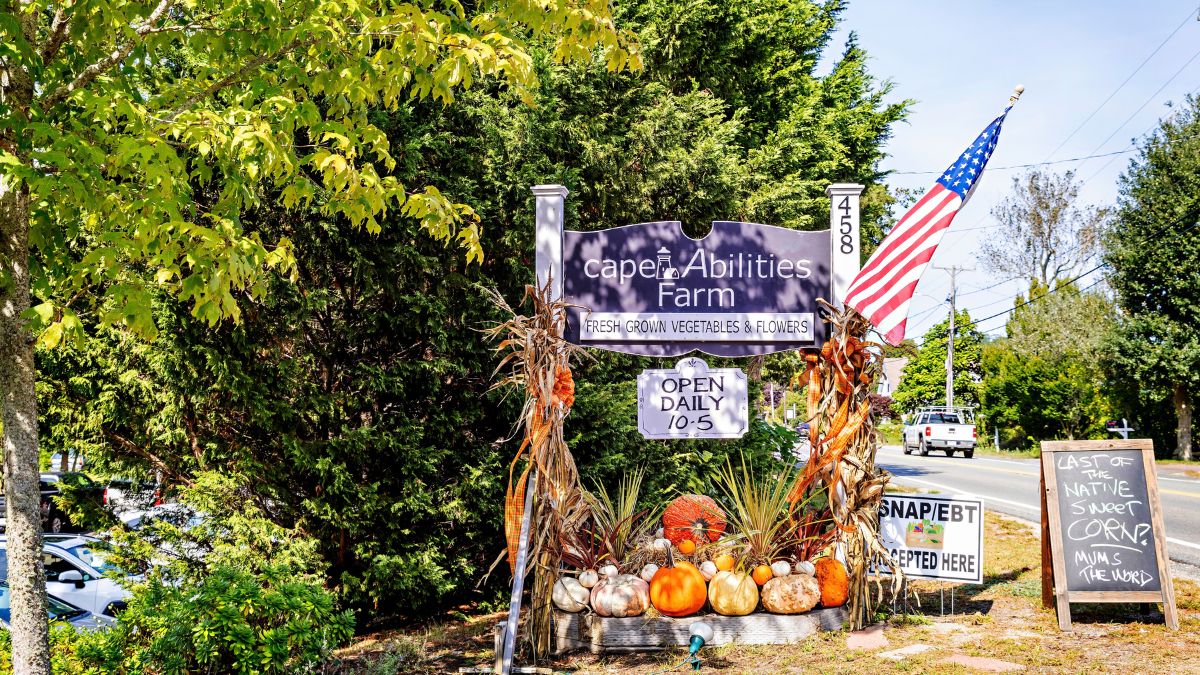 Seasonal pumpkins and farm displays at Cape Abilities Farm in Dennis, Massachusetts
