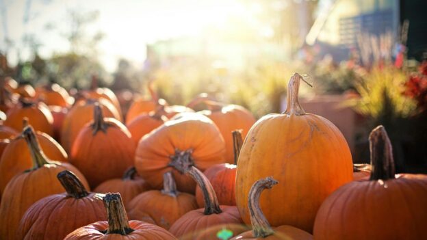 Pumpkins growing in a Massachusetts pumpkin patch during the fall