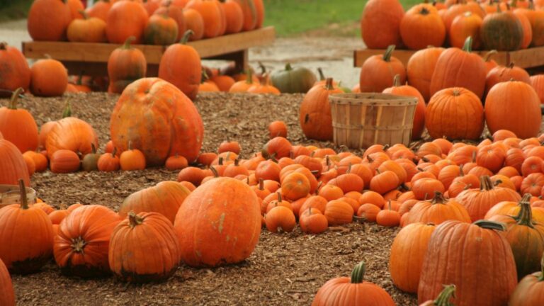 Pumpkins on field at a pumpkin patch in fall on the South Coast of Massachusetts