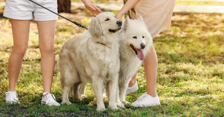 Golden retriever and husky with their owners on their way to a local Boston dog park