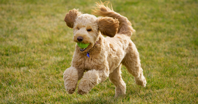 Doodle mixed dog running with ball in mouth at local South Coast Dog park