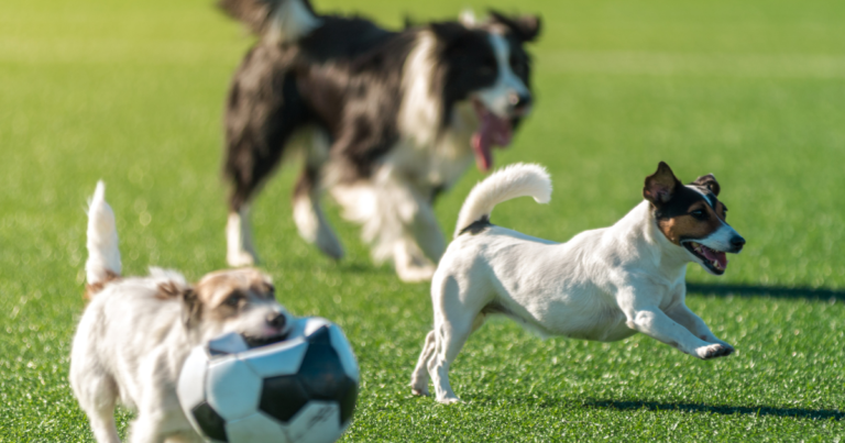 Three dogs playing and running together at a local Cape Cod dog park