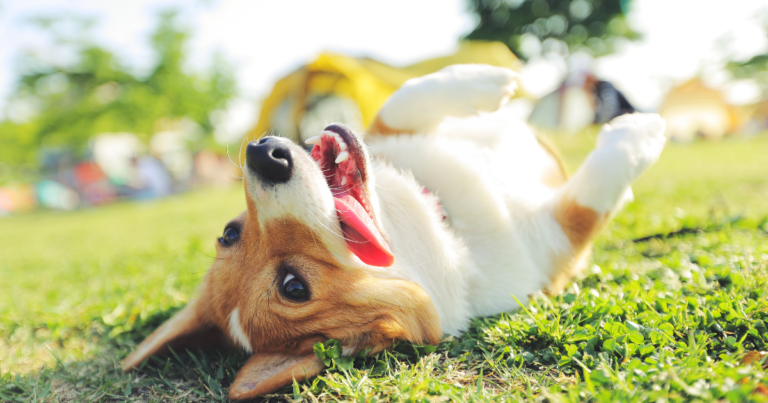 Happy dog laying on the grass at a local dog park on a sunny spring day in Massachusetts