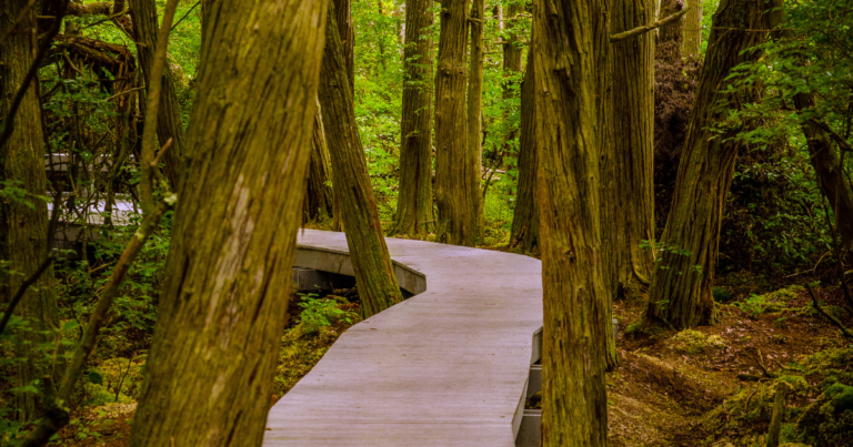 Atlantic White Cedar Swamp hiking trail in Wellfleet, Massachusetts. A raised wooden boardwalk winds through a swamp surrounded by white cedar trees.