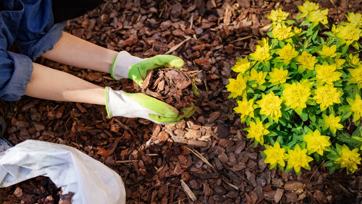 spring garden prep mulching flower beds Massachusetts