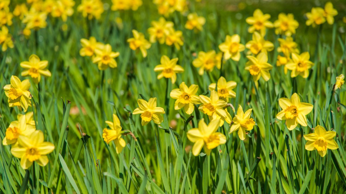 yellow daffodils blooming in Massachusetts garden