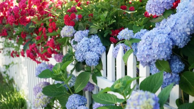 hydrangeas and flowering plants in Massachusetts garden