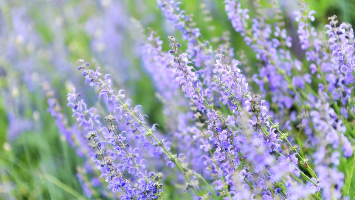 lavender coastal garden plants Massachusetts