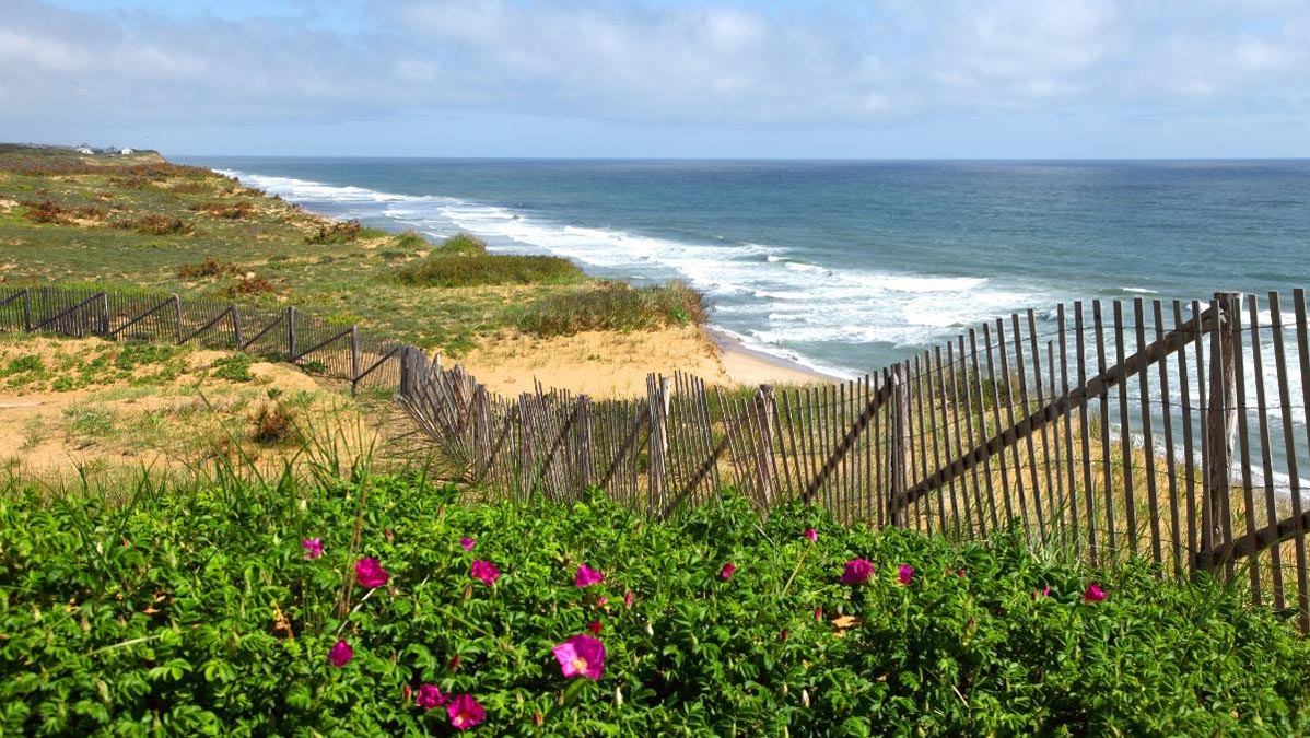 Cape Cod National Seashore view of Atlantic Ocean waves, beach grass and dunes beyond the sand fence and wild beach roses.