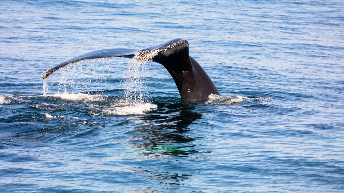 A whale tail above water on Cape Cod Bay during a whale watching tour