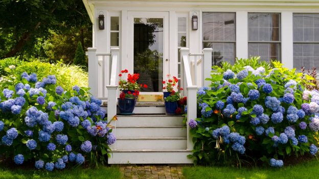 Cape Cod home entrance framed by blue hydrangeas in late summer