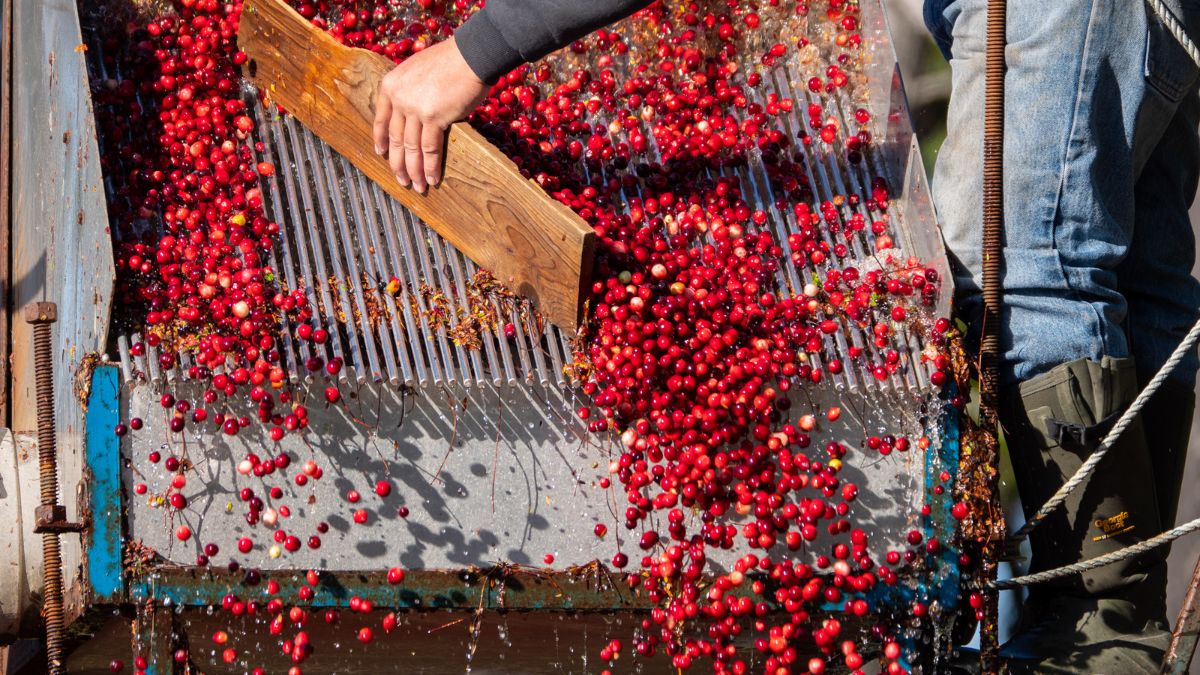 Worker guiding cranberries across metal harvesting equipment
