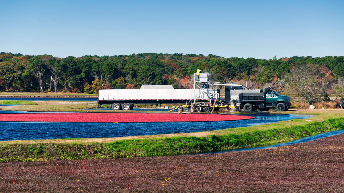 Truck and harvesting equipment beside a flooded cranberry bog