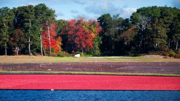 Red cranberries floating in a flooded bog bordered by trees with fall foliage