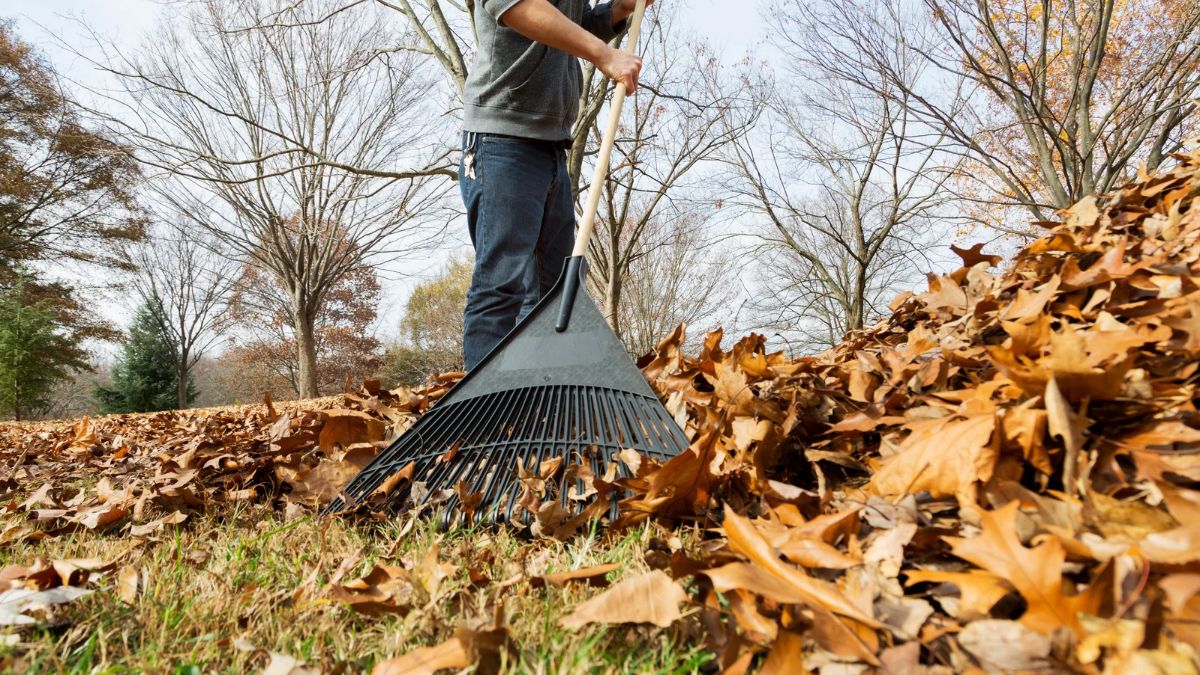 Homeowner raking fallen autumn leaves from a lawn