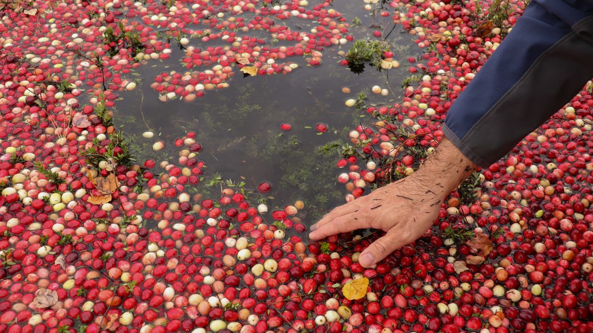 A hand reaching across red cranberries floating on the water