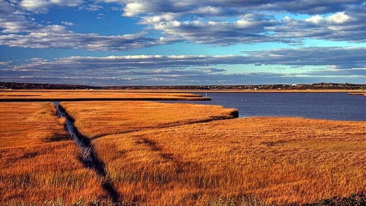 Golden salt-marsh grasses beside blue water at Horseneck Beach in Westport